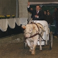 Arrrival of the auctioneer at the famous warmblood auction.